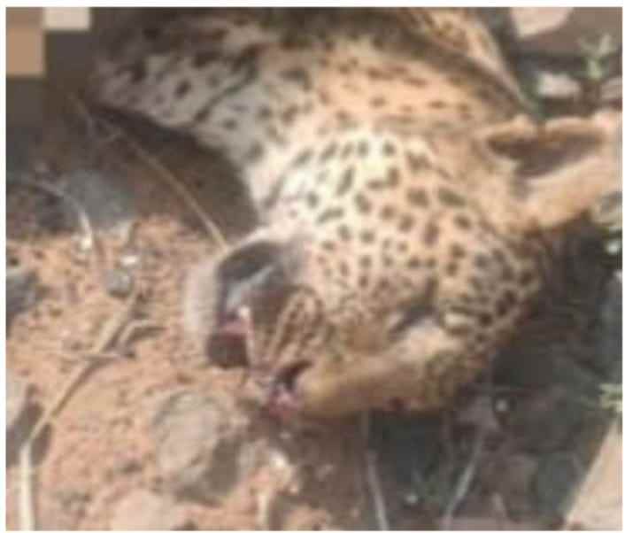 रेल्वे ट्रॅक ठरतोय मृत्यूचा सापळा,चनाखा वनक्षेत्रात पुन्हा बिबट्याचा बळी