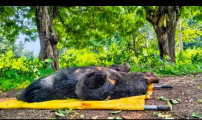 रेल्वेच्या धडकेत मादा अस्वलाचा मृत्यू