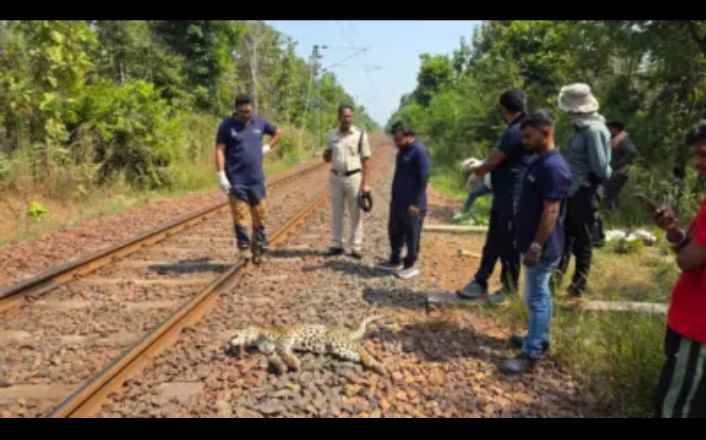 रेल्वेच्या धडकेत सहा महिन्यांच्या मादी बिबट्याचा मृत्यू,वन्यजीवांच्या सुरक्षेचा प्रश्न ऐरणीवर
