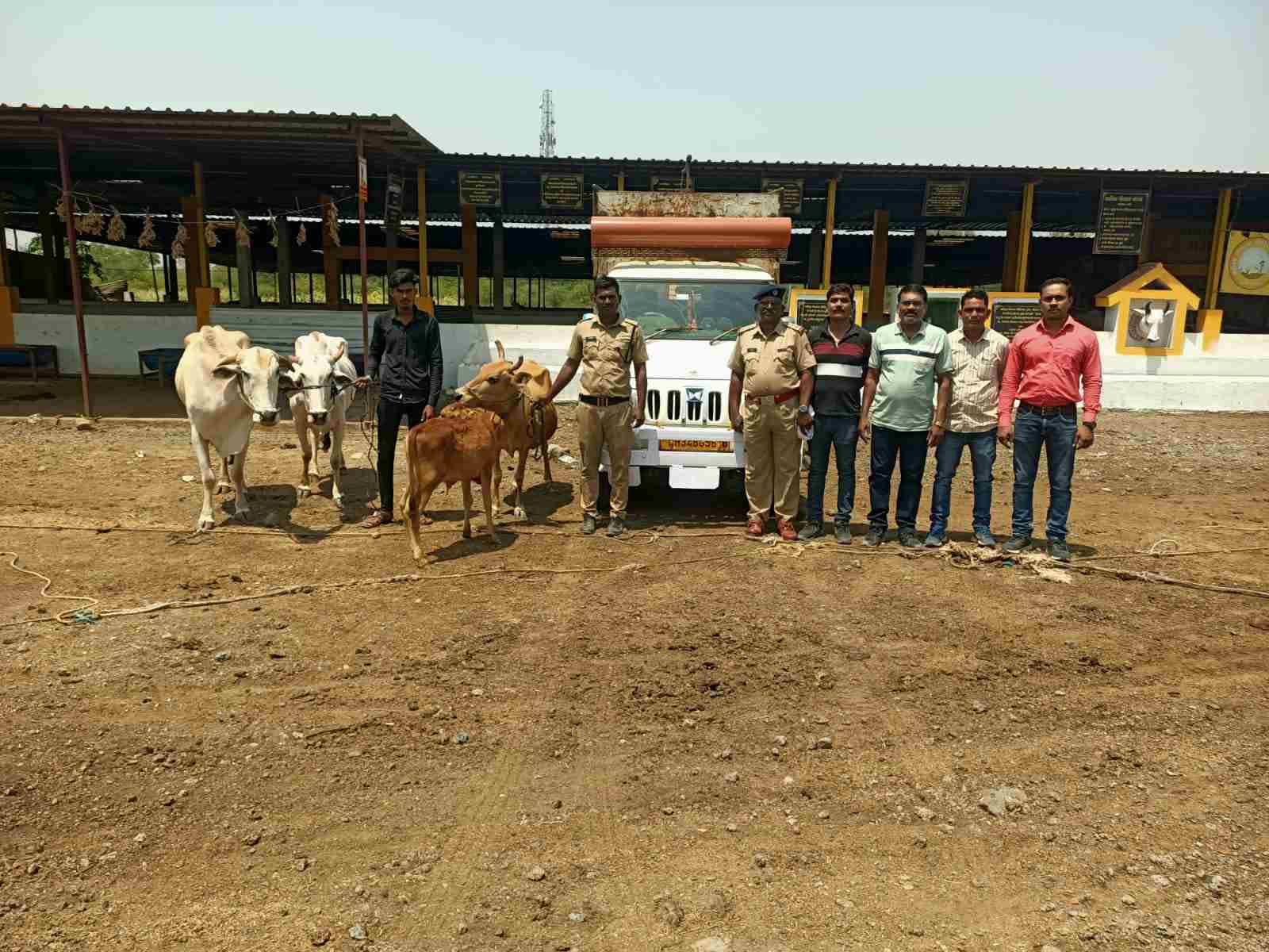 सवांगी मेघे में पशु चोरी का पर्दाफाश, 24 घंटे में आरोपी गिरफ्तार