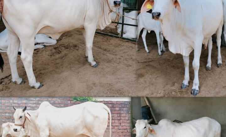 वसमतमध्ये कत्तलीसाठी जनावरे डांबून ठेवल्याचा आरोप,नगर उपाध्यक्षांविरुद्ध गुन्हा,१९ जनावरांची सुटका