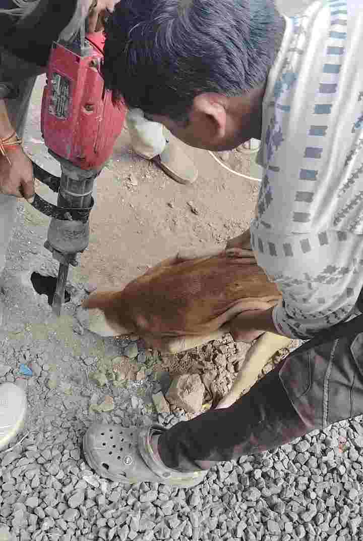 १५ मिनिटांच्या रेस्क्यू ऑपरेशनने जीव वाचवला