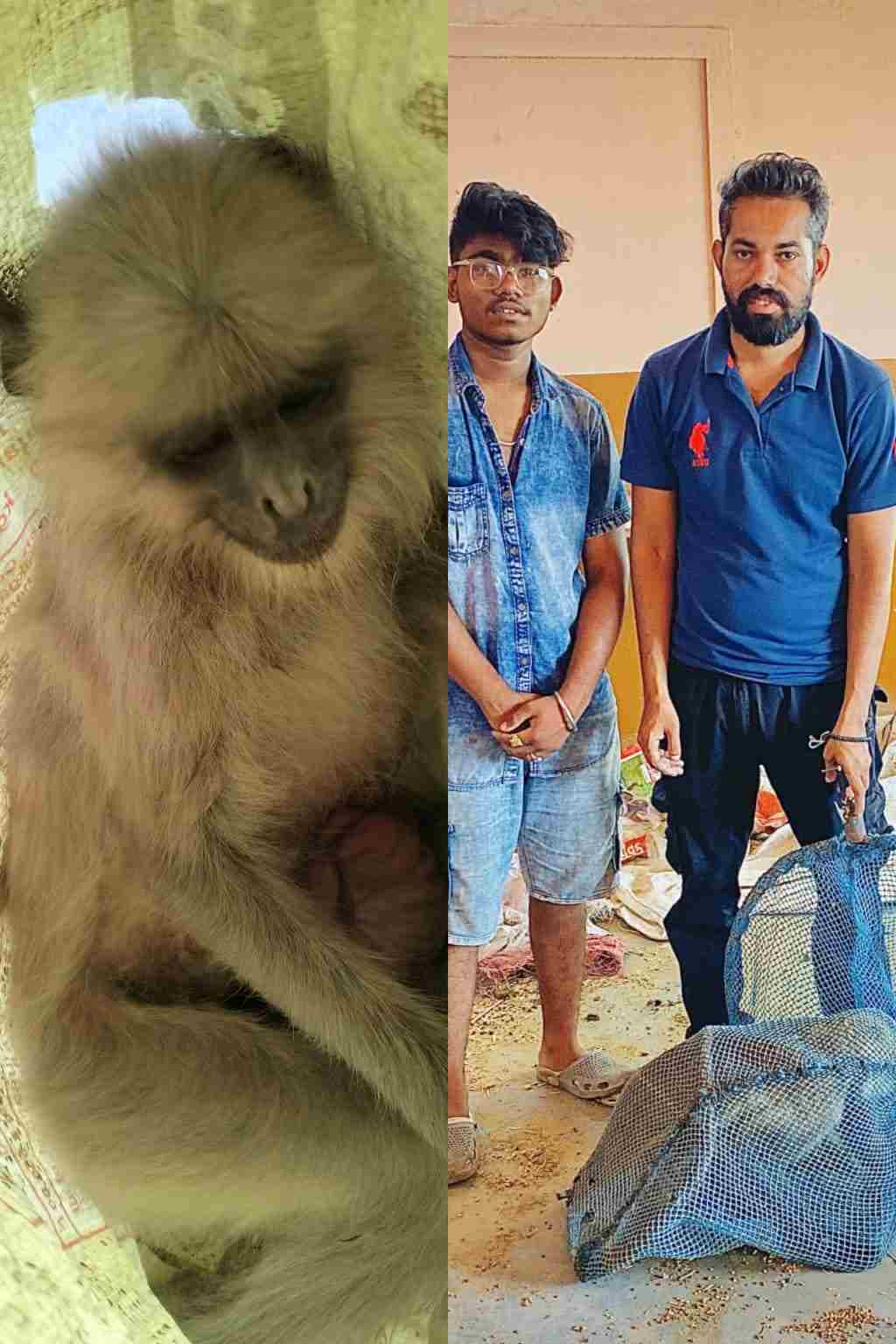 हनुमान जयंतीच्या दिवशी जखमी माकडाला जीवनदान जीवरक्षक फाउंडेशनचे तत्पर आणि कौतुकास्पद कार्य