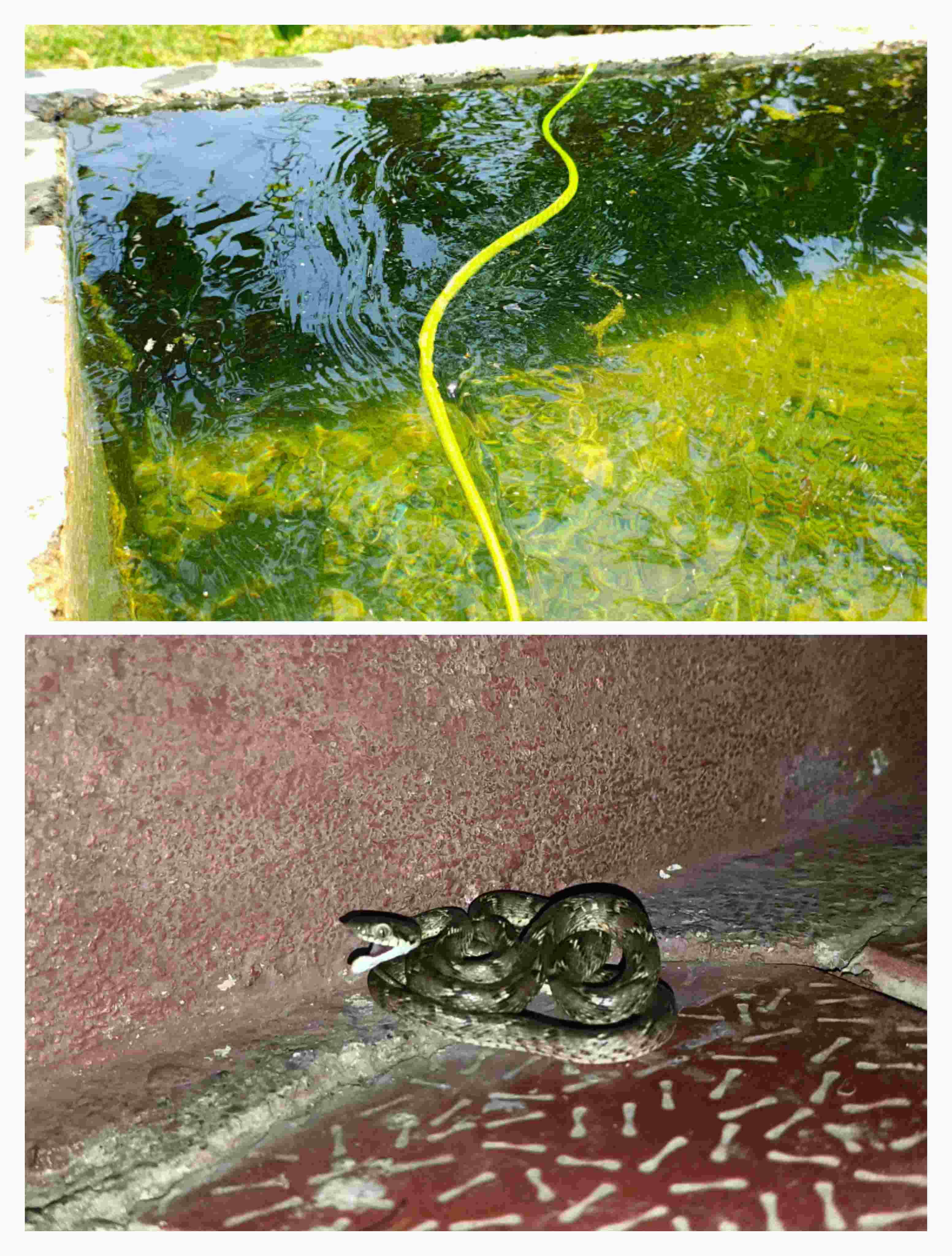 दुर्मिळ सापांना जीवदान; जीवरक्षक फाऊंडेशनची तत्पर कारवाई