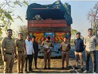 ट्रकमधून जनावरांची क्रूर वाहतूक उघडकीस; २५ गोवंशीय बैल जप्त, 
